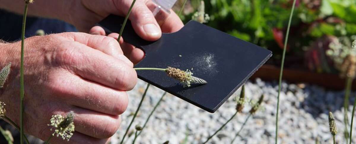 Pollenariom Kemper : un ostilh lec'hel evit rakwelet ar pikoù pollen